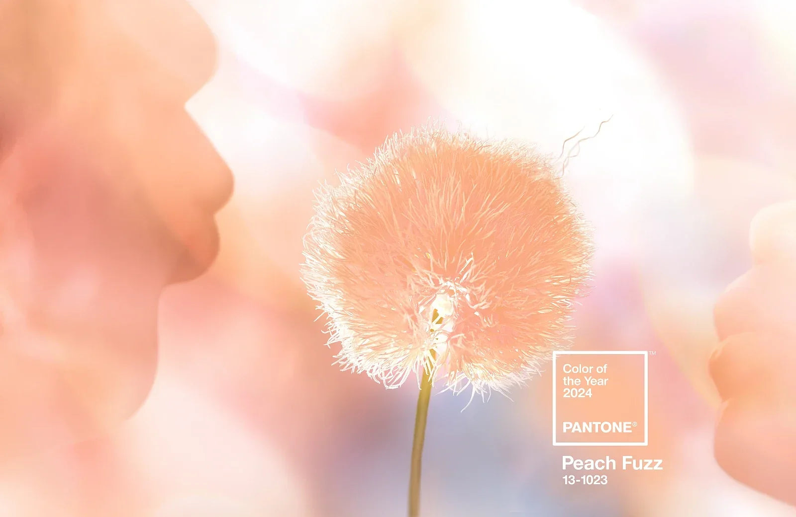 Peach Fuzz kolorem roku 2024. Gotowy na brzoskwiniową rewolucję?