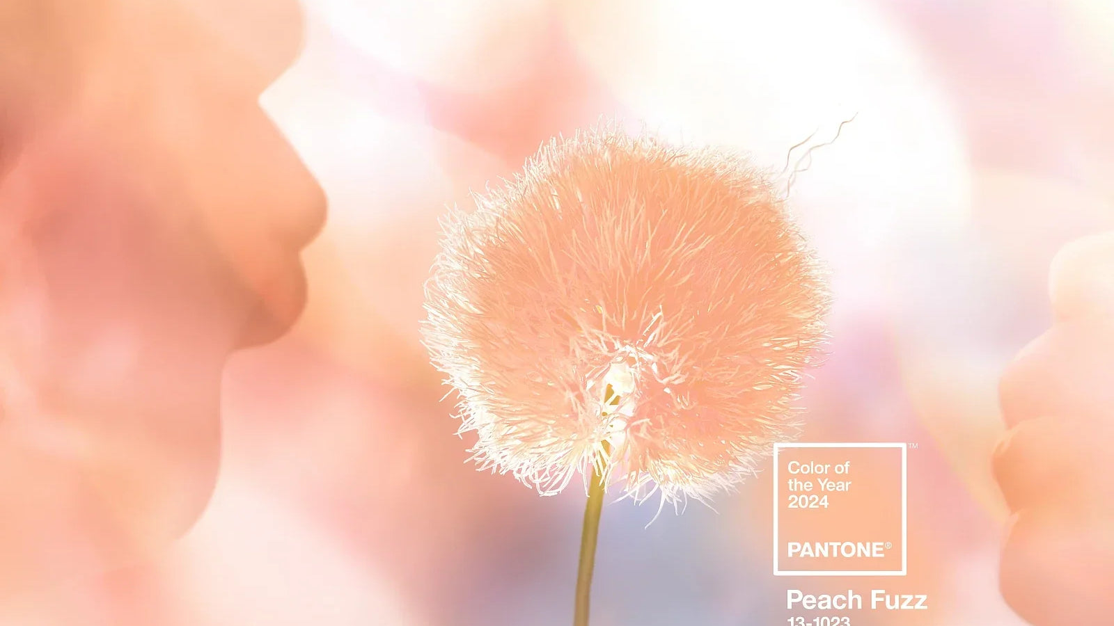Peach Fuzz kolorem roku 2024. Gotowy na brzoskwiniową rewolucję?