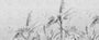 TAPETA RAINFOREST SKETCH OD WALL ART
