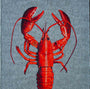 DYWAN PROSTOKĄTNY LOBSTER STEAM RED  x  cm od CARPETS & MORE