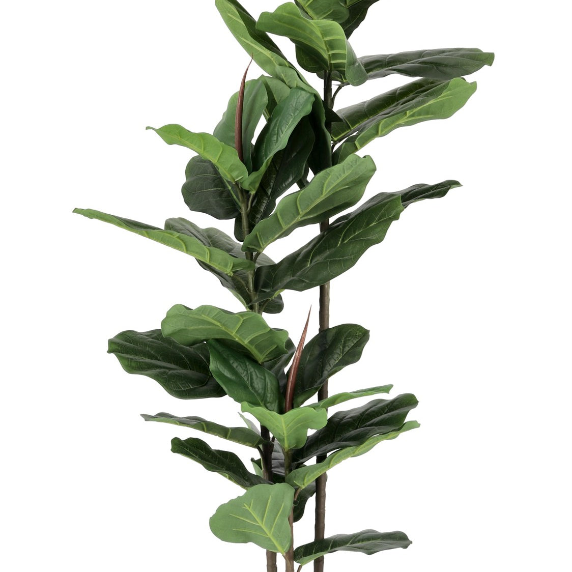 ROŚLINA FICUS 39 LIŚCI OD BIZZOTTO