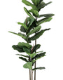 ROŚLINA FICUS 39 LIŚCI OD BIZZOTTO