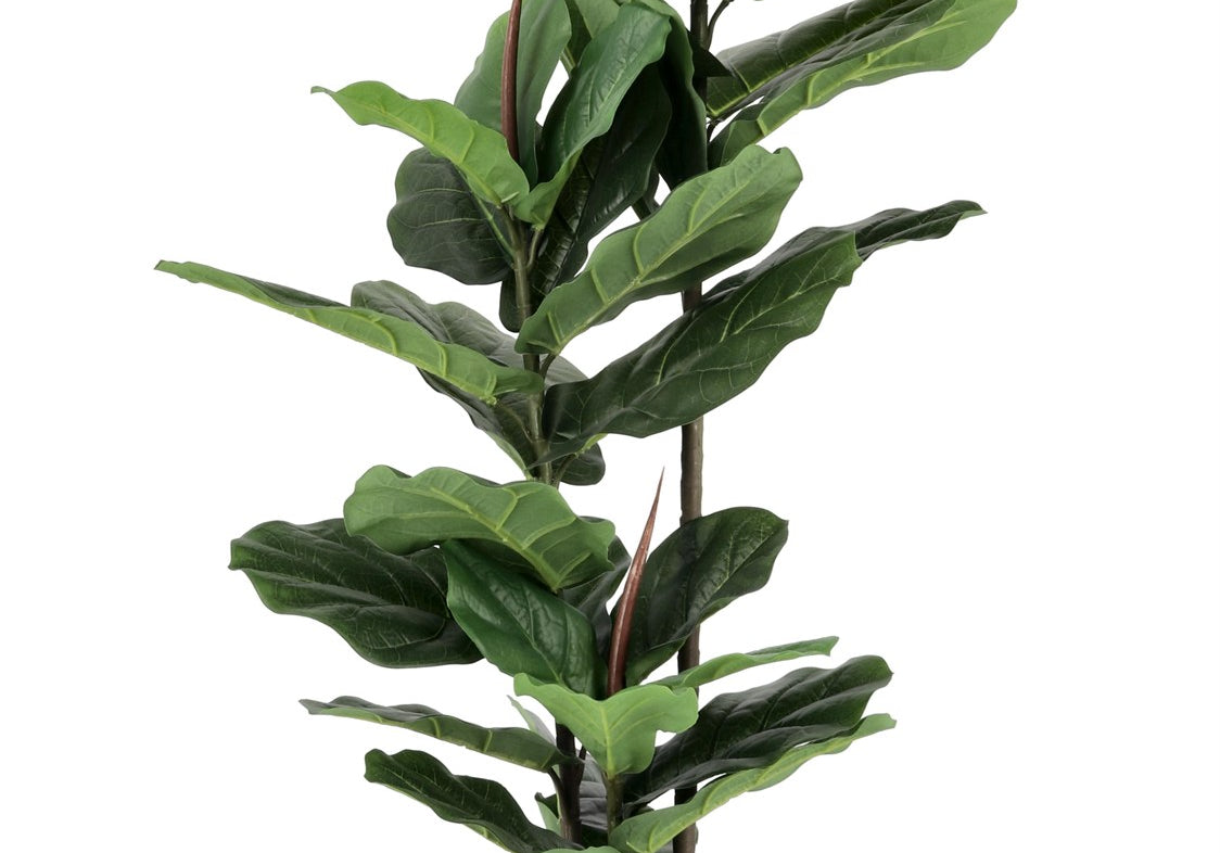 ROŚLINA FICUS 39 LIŚCI OD BIZZOTTO