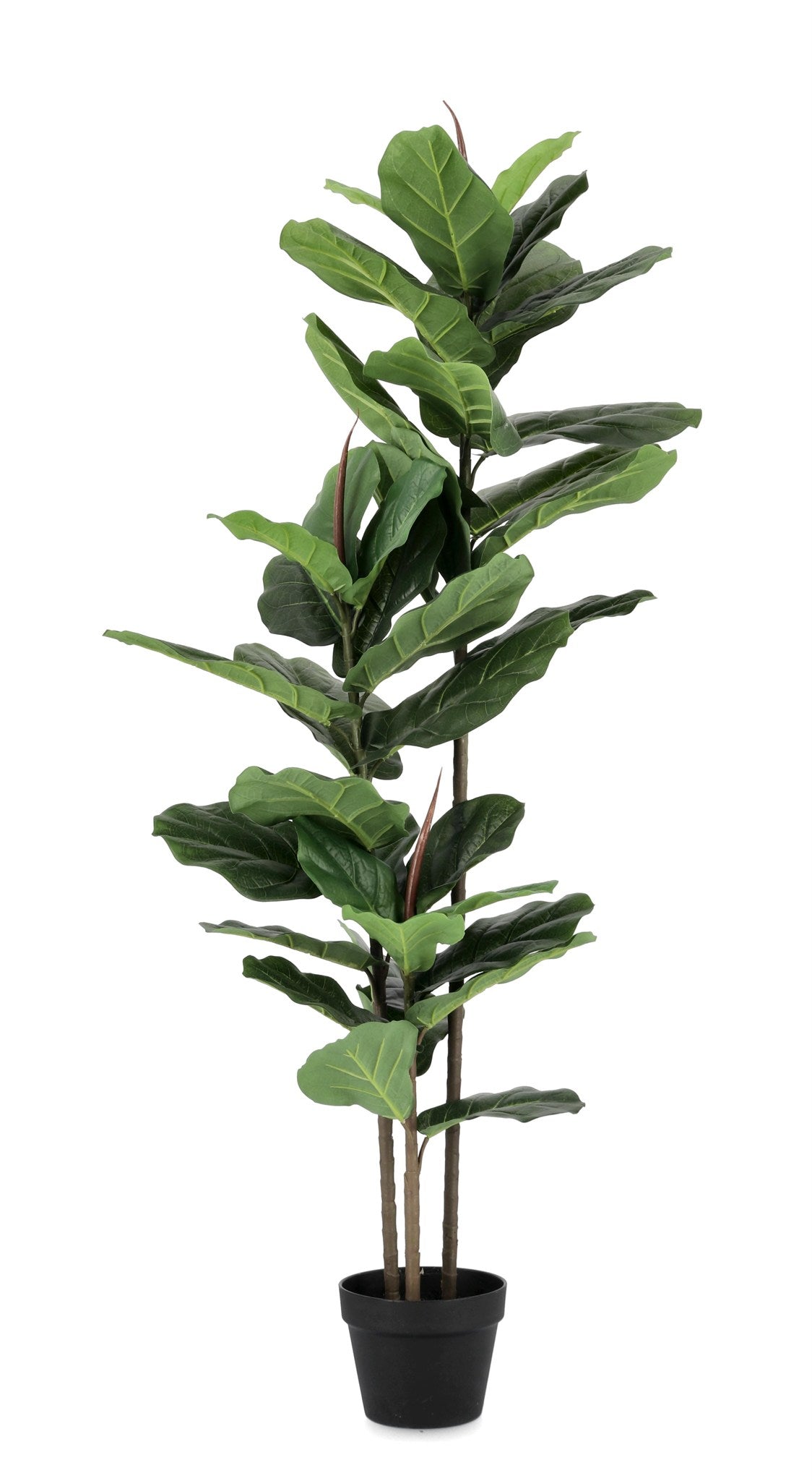 ROŚLINA FICUS 39 LIŚCI OD BIZZOTTO