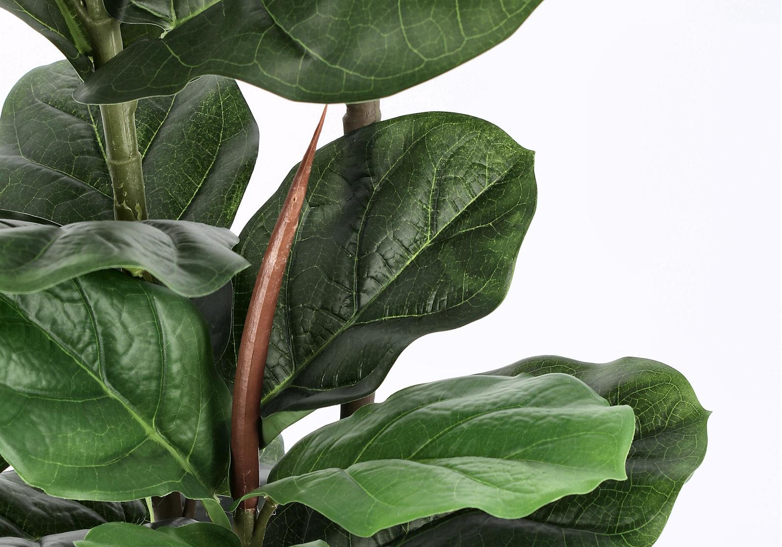 ROŚLINA FICUS 39 LIŚCI OD BIZZOTTO