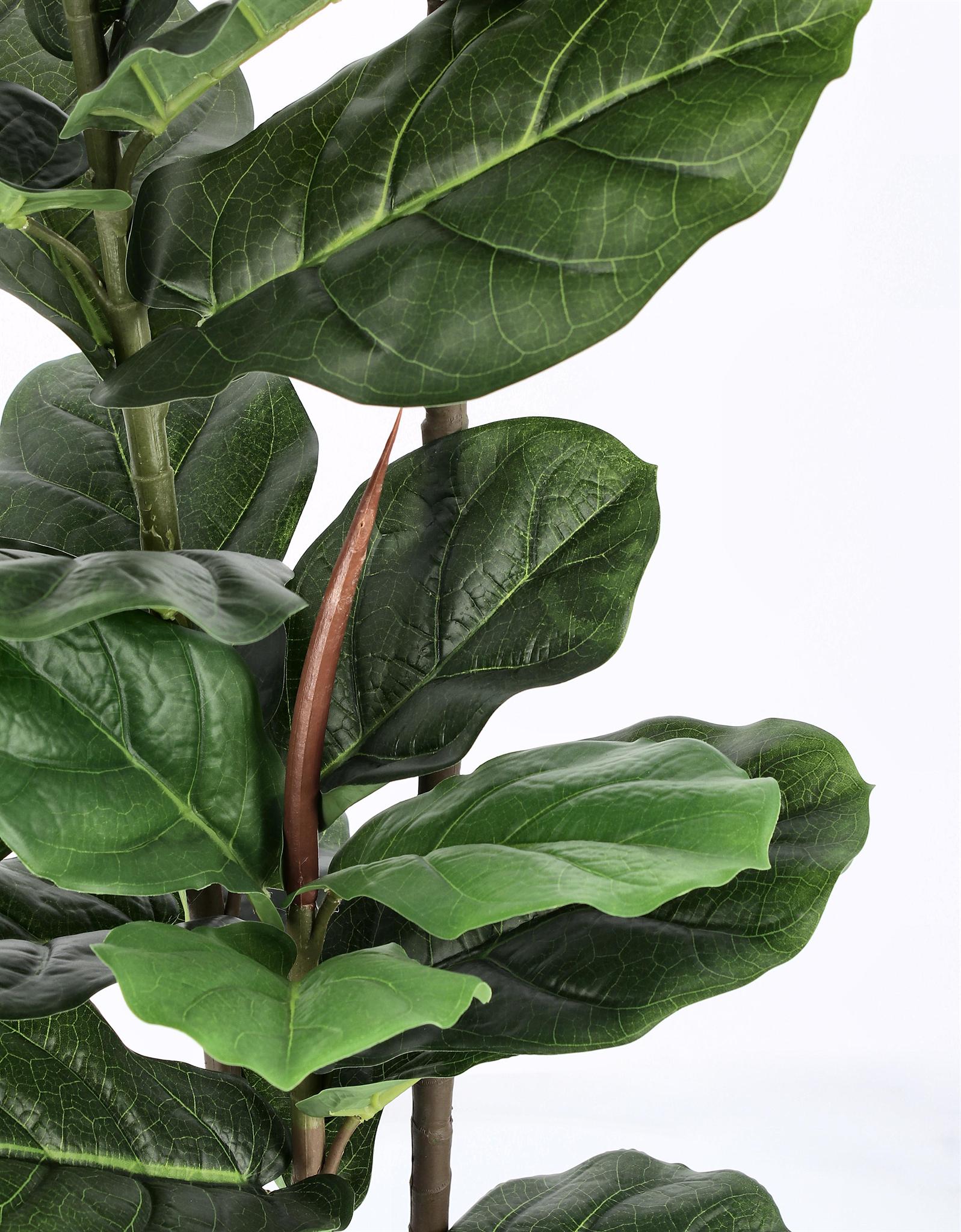 ROŚLINA FICUS 39 LIŚCI OD BIZZOTTO