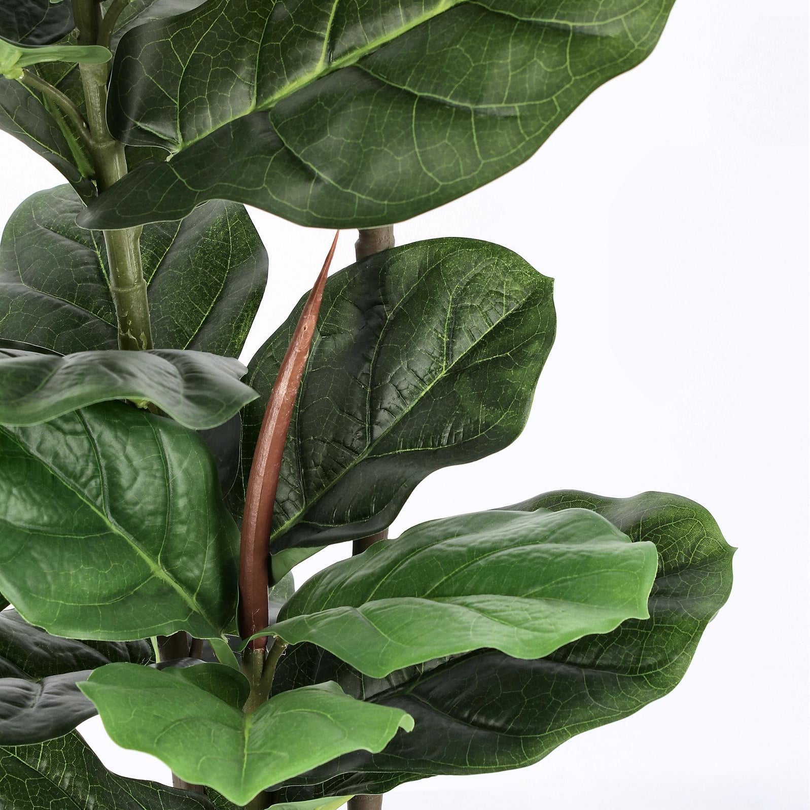 ROŚLINA FICUS 39 LIŚCI OD BIZZOTTO