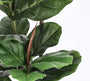 ROŚLINA FICUS 39 LIŚCI OD BIZZOTTO