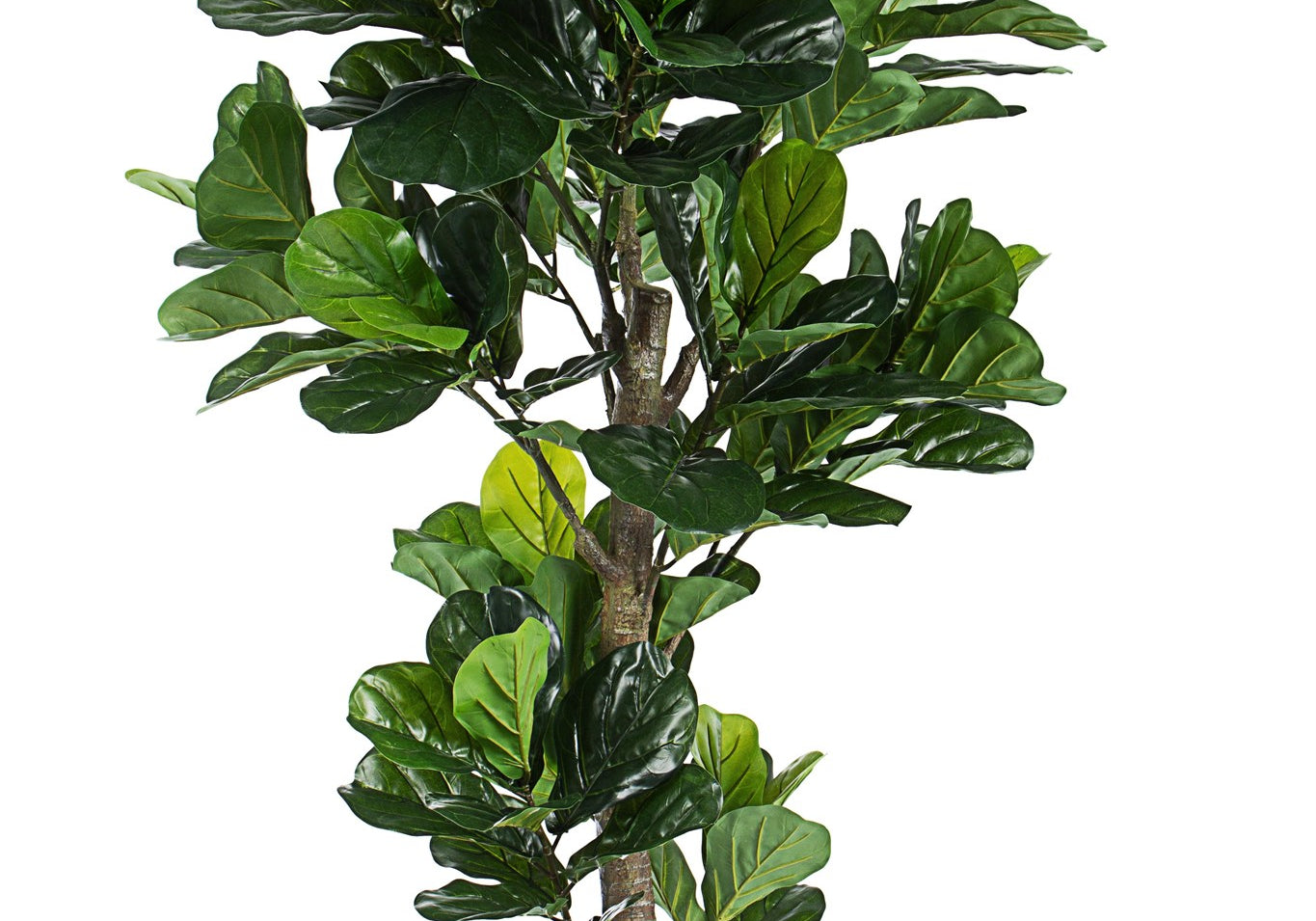 ROŚLINA FICUS 153 LIŚCIE OD BIZZOTTO