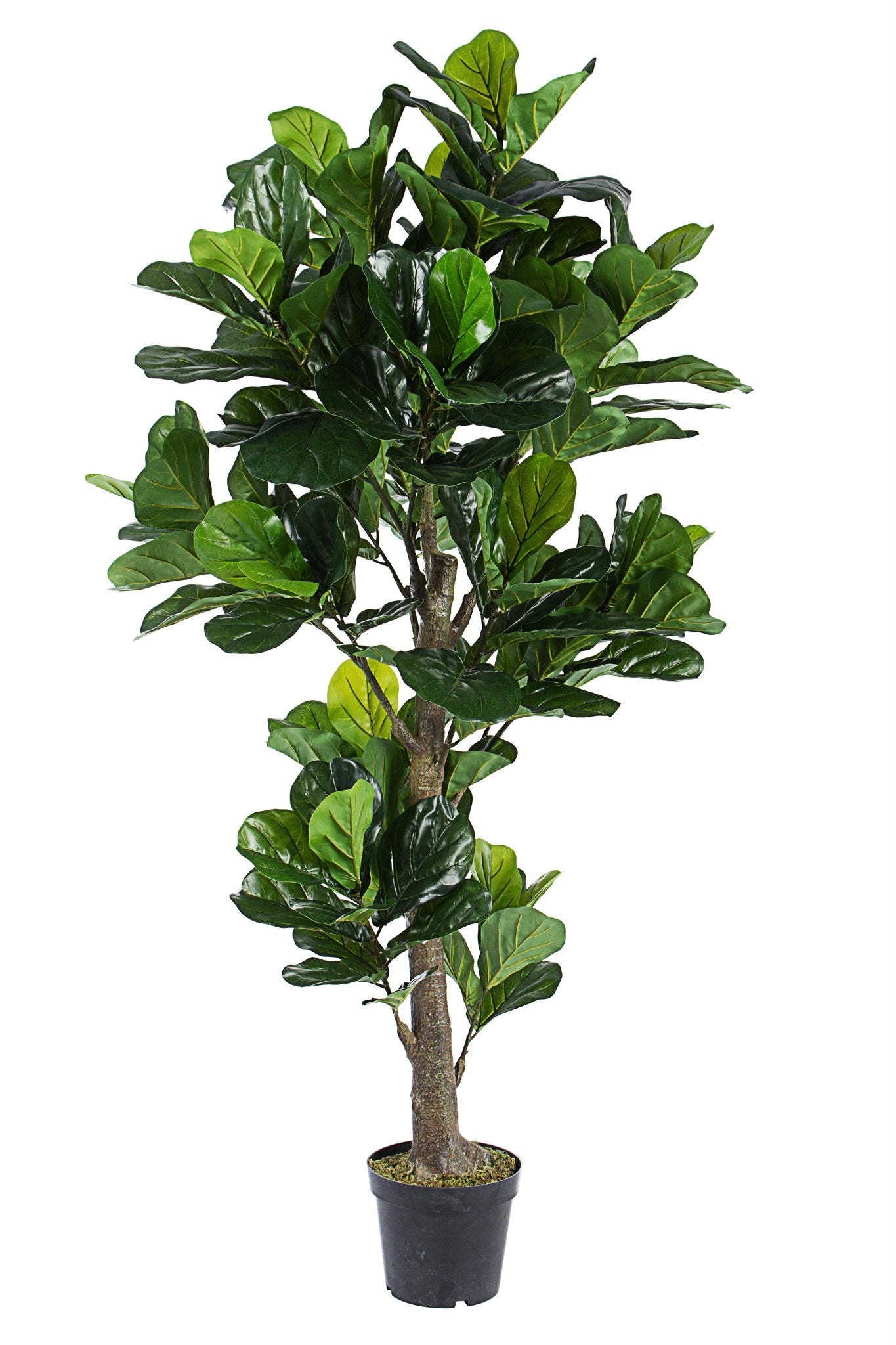 ROŚLINA FICUS 153 LIŚCIE OD BIZZOTTO