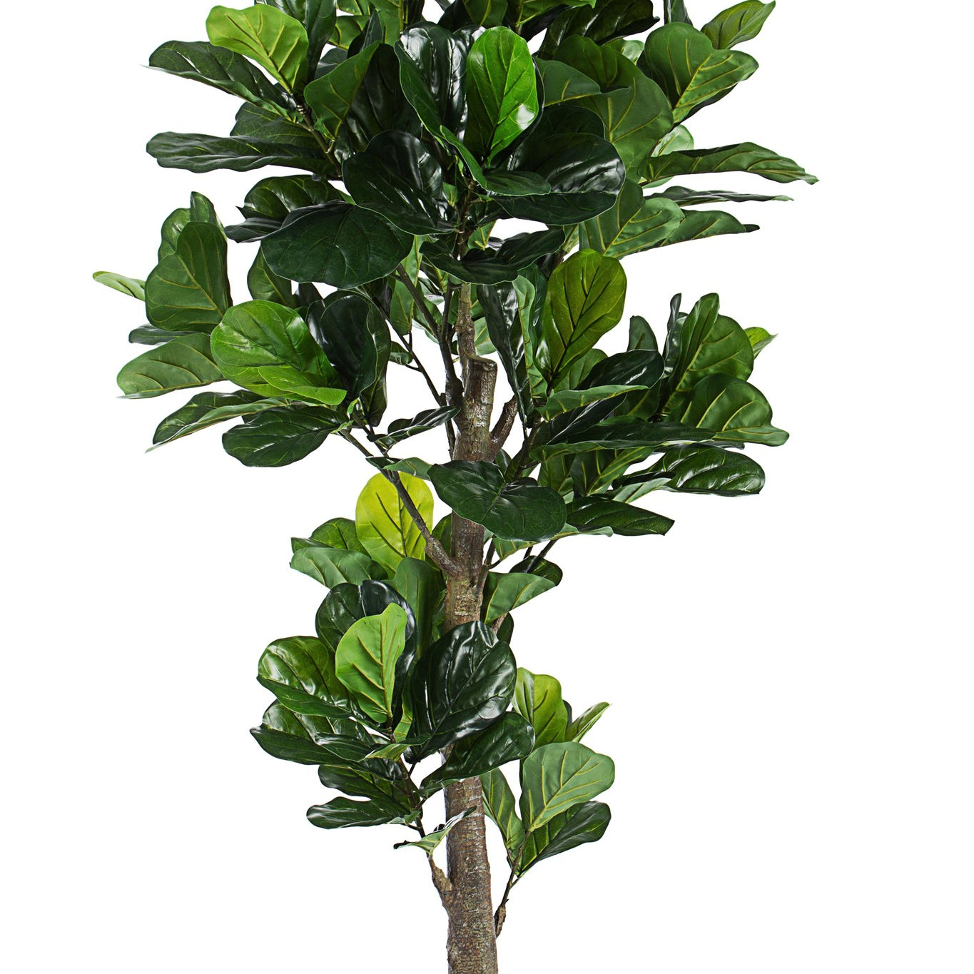 ROŚLINA FICUS 153 LIŚCIE OD BIZZOTTO