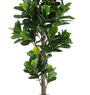 ROŚLINA FICUS 153 LIŚCIE OD BIZZOTTO