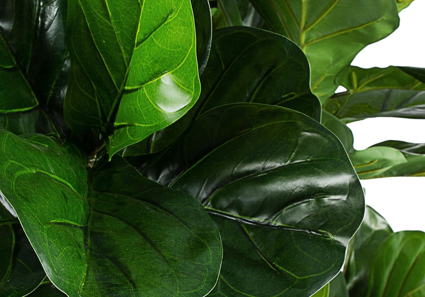 ROŚLINA FICUS 153 LIŚCIE OD BIZZOTTO