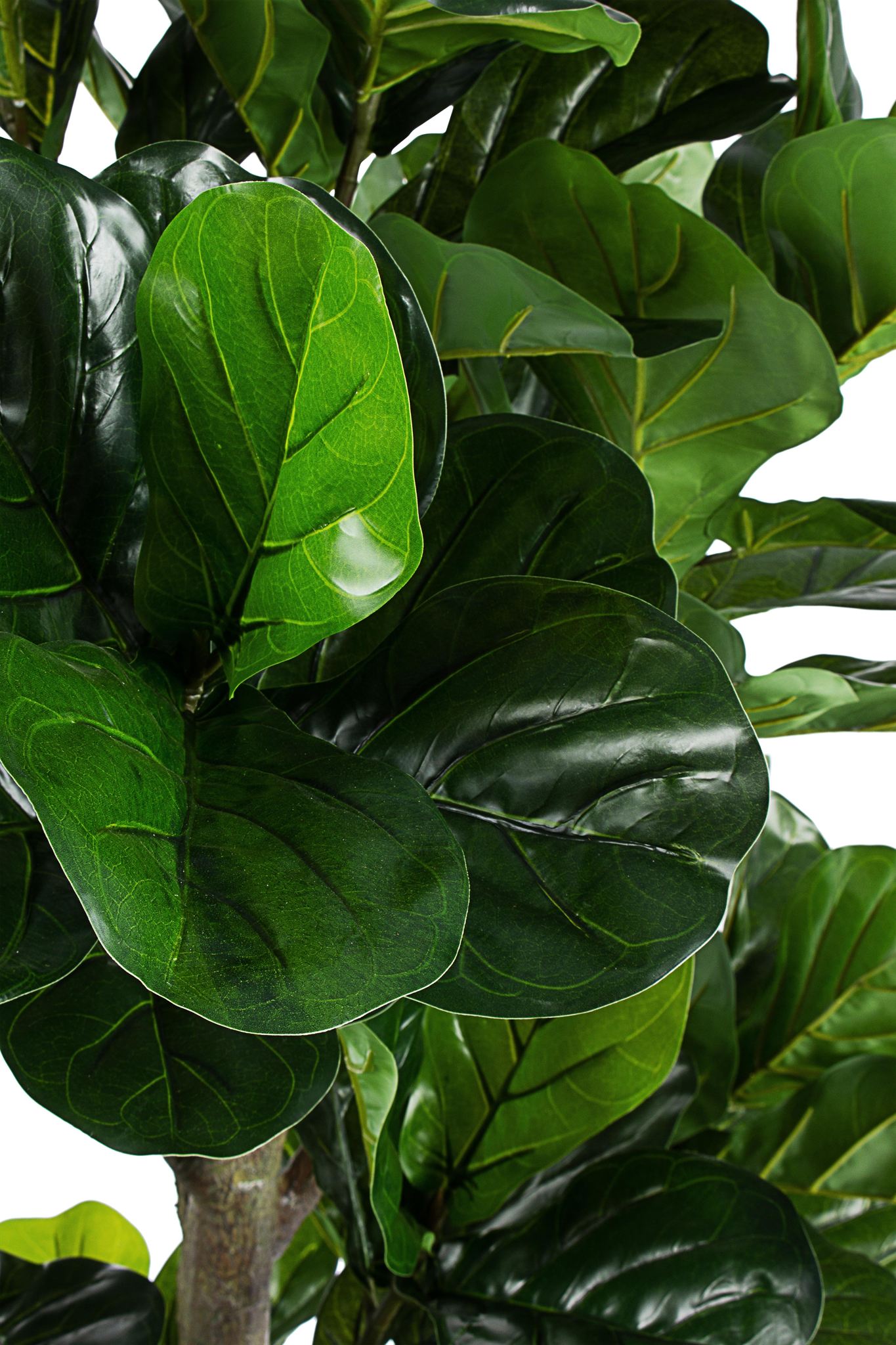 ROŚLINA FICUS 153 LIŚCIE OD BIZZOTTO