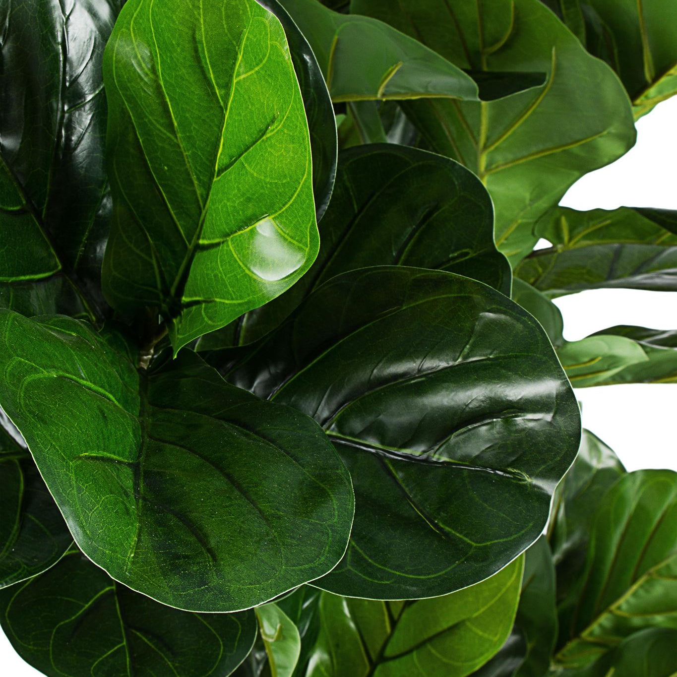 ROŚLINA FICUS 153 LIŚCIE OD BIZZOTTO