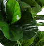 ROŚLINA FICUS 153 LIŚCIE OD BIZZOTTO