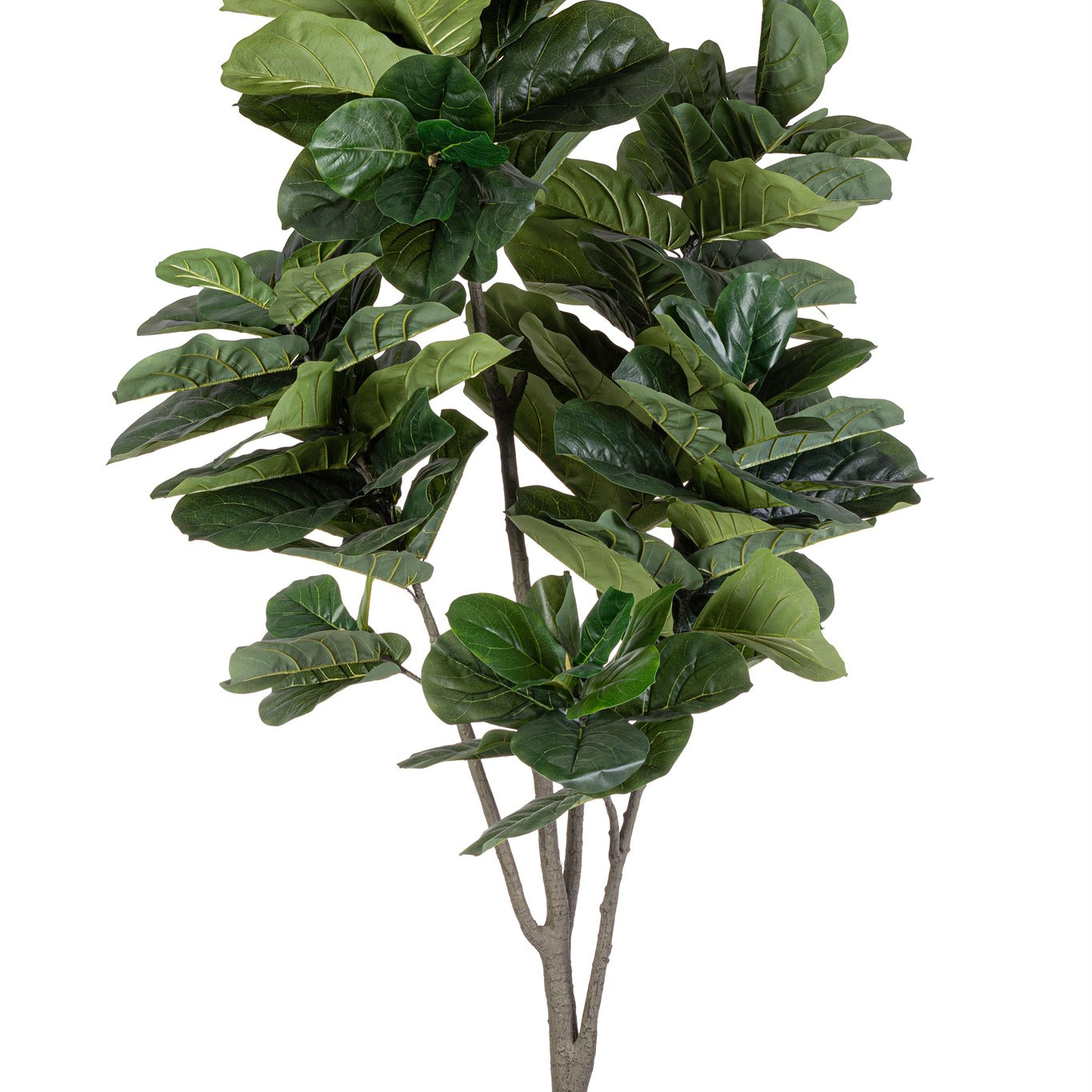 ROŚLINA FICUS 123 LIŚCIE OD BIZZOTTO