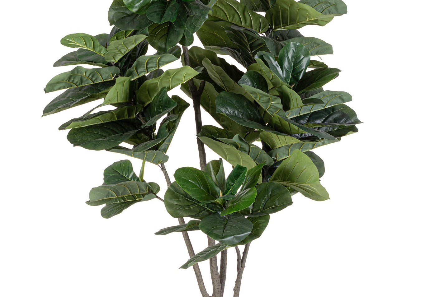 ROŚLINA FICUS 123 LIŚCIE OD BIZZOTTO