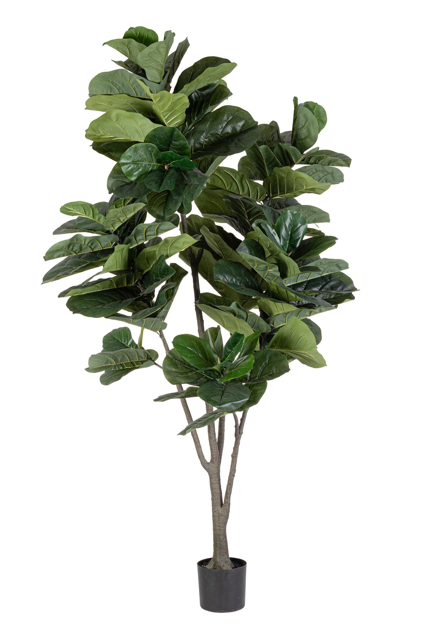 ROŚLINA FICUS 123 LIŚCIE OD BIZZOTTO