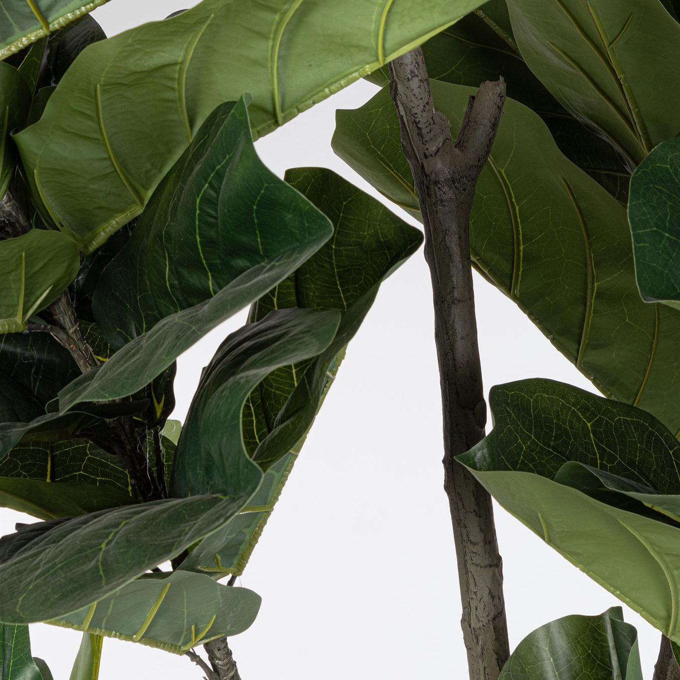 ROŚLINA FICUS 123 LIŚCIE OD BIZZOTTO