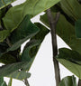 ROŚLINA FICUS 123 LIŚCIE OD BIZZOTTO