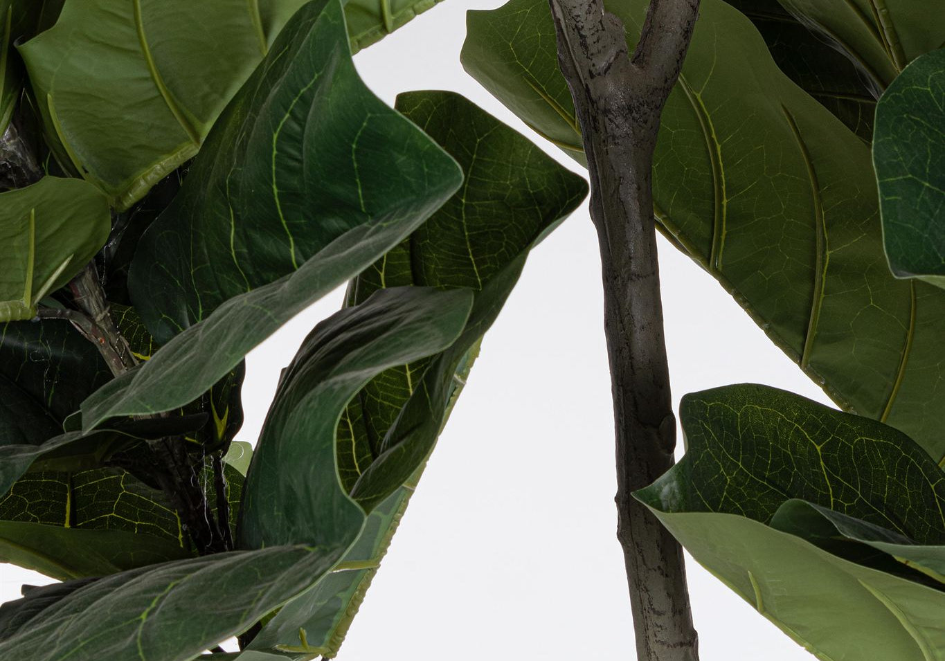 ROŚLINA FICUS 123 LIŚCIE OD BIZZOTTO