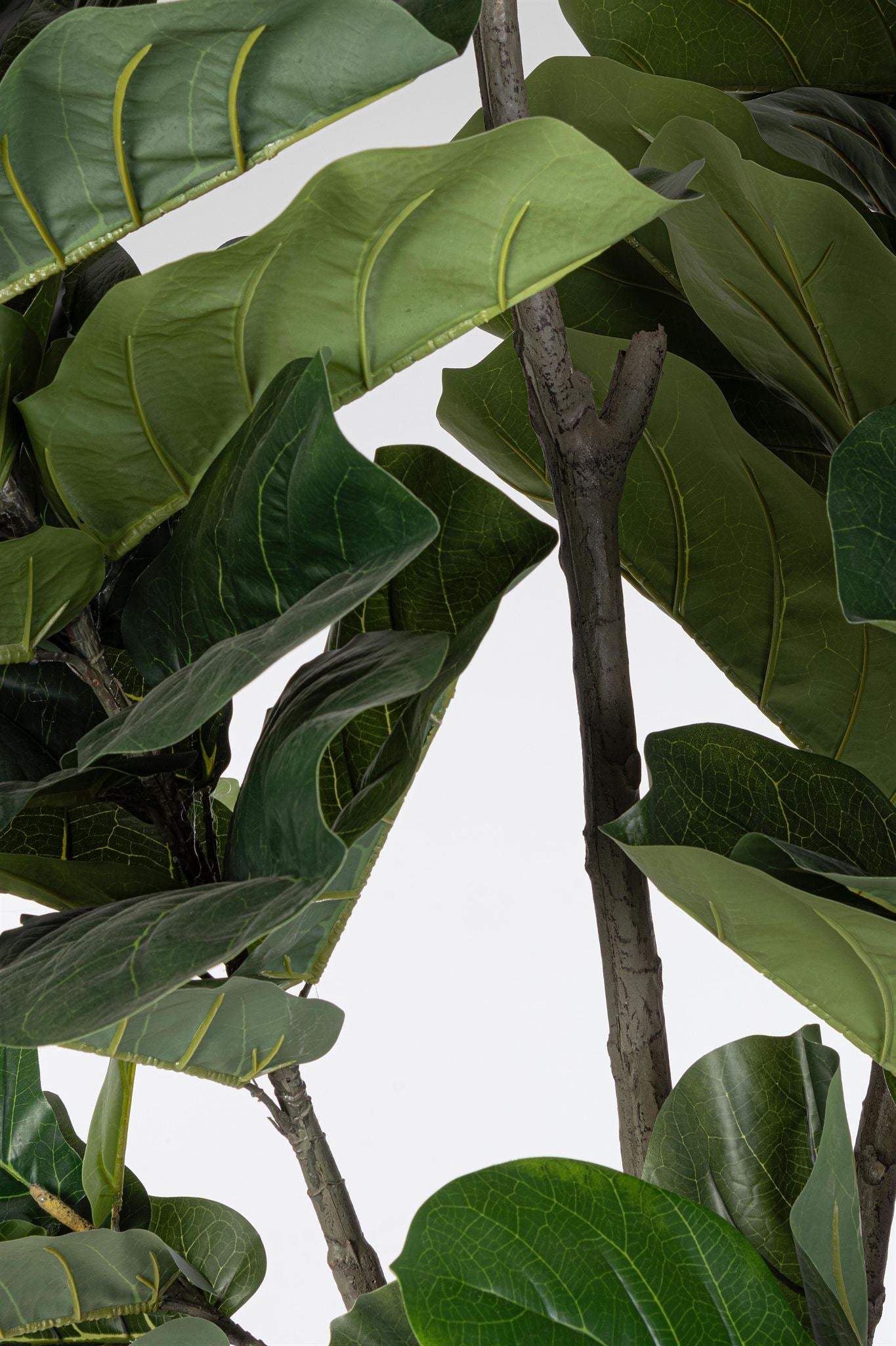 ROŚLINA FICUS 123 LIŚCIE OD BIZZOTTO