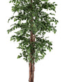 ROŚLINA FICUS 2480 LIŚCI OD BIZZOTTO