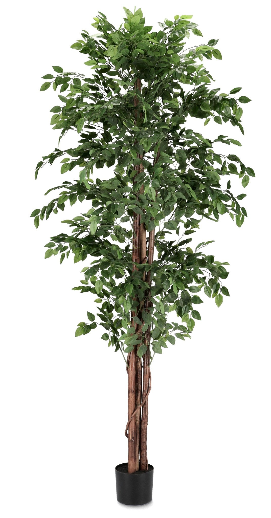 ROŚLINA FICUS 2480 LIŚCI OD BIZZOTTO