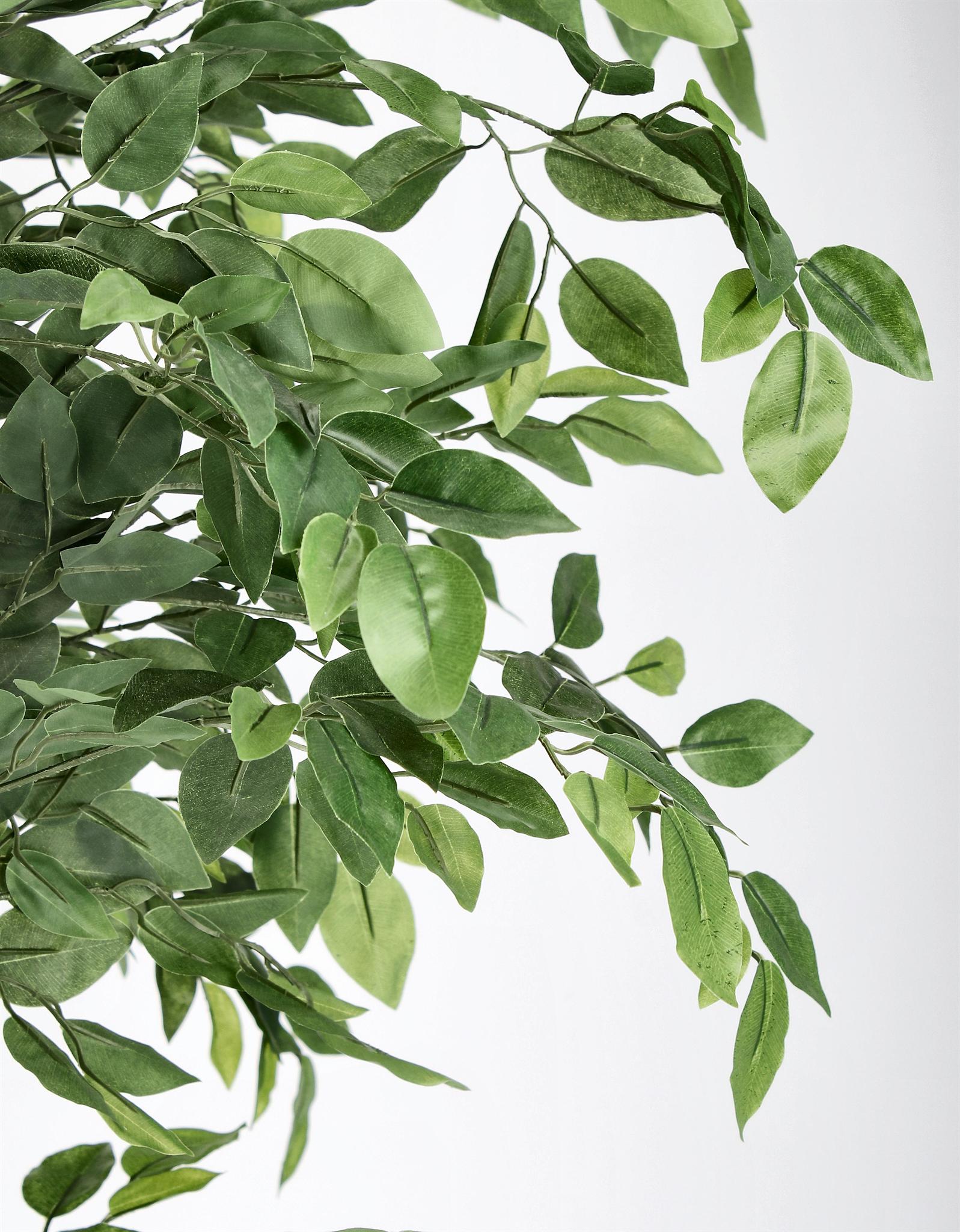 ROŚLINA FICUS 2480 LIŚCI OD BIZZOTTO